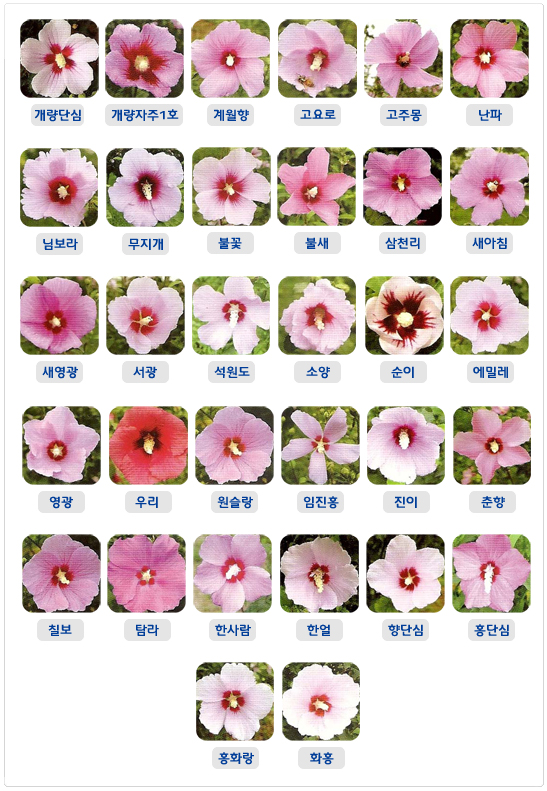 배달계·단심계·아사달계 등 우리나라 무궁화 품종 사진 모음