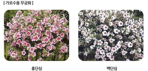 가로수용 무궁화. 왼쪽은 홍단심, 오른쪽은 백단심이 가로수 형태로 풍성하게 꽃을 피운 모습.