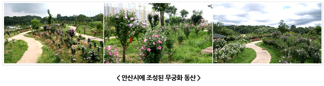 안산시에 조성된 무궁화 동산의 세 장면. 산책로를 따라 무궁화가 심어져 있고 나무마다 분홍빛 꽃이 만발해 있다.