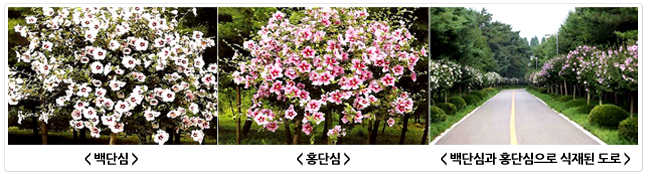 가로수용 무궁화 세 장면. 백단심이 풍성하게 핀 나무, 홍단심이 핀 나무, 그리고 백단심과 홍단심을 번갈아 심은 도로변 가로수 풍경.