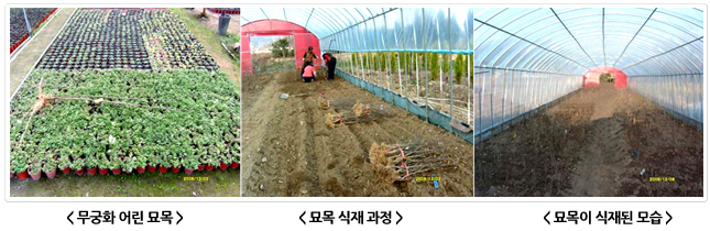 무궁화 묘목 생산 과정 사진 세 장. 화분에 심긴 어린 묘목, 비닐하우스 안에서 묘목을 식재하는 작업 모습, 식재가 끝난 하우스 내부.